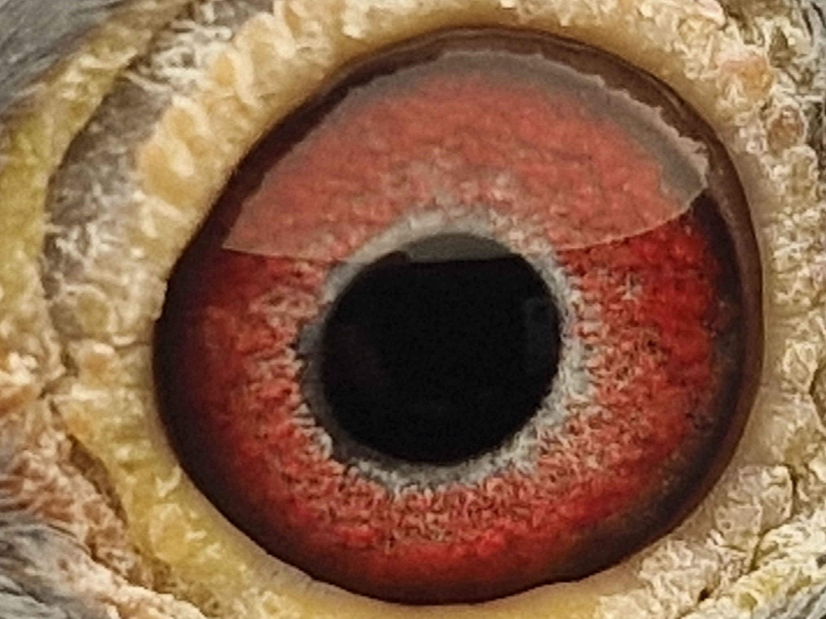 Pigeon eye